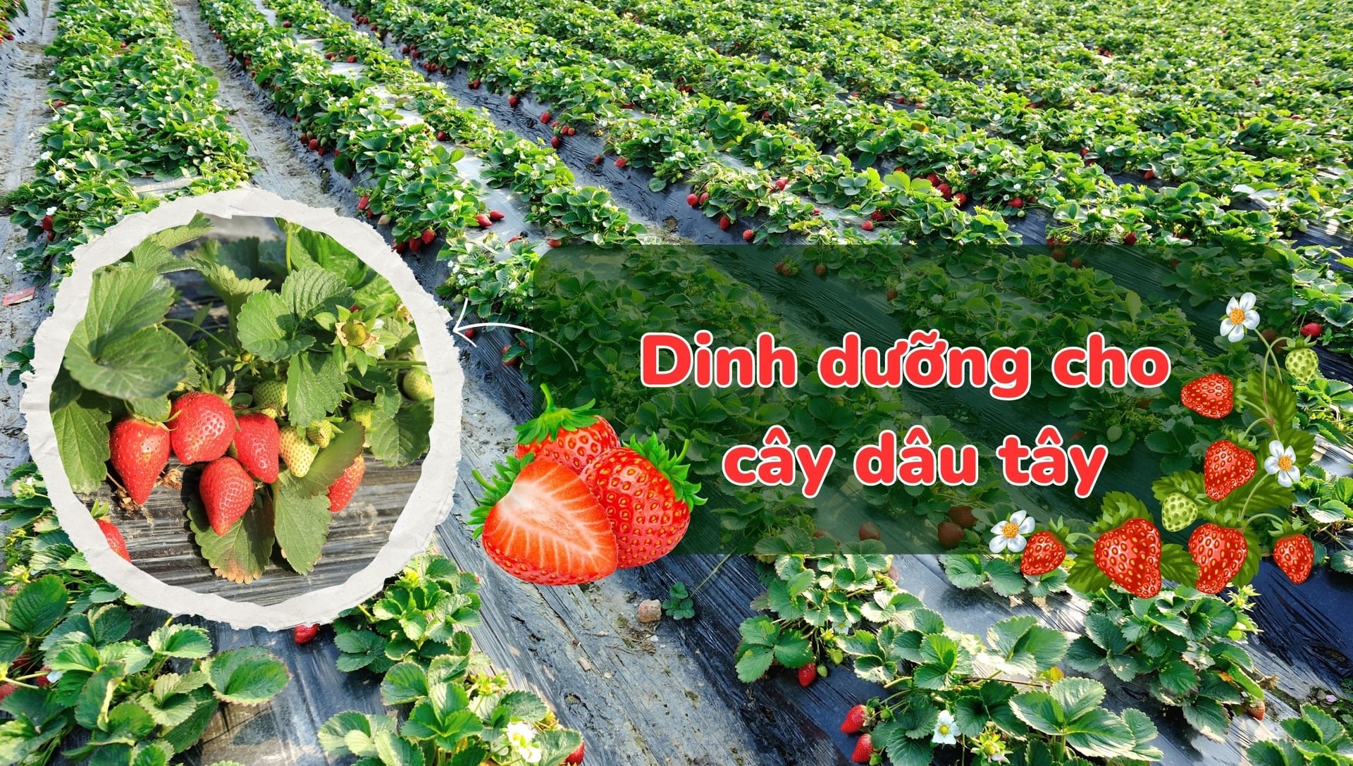 Dinh dưỡng cho cây dâu tây: Kỹ thuật bón phân cho cây dâu tây