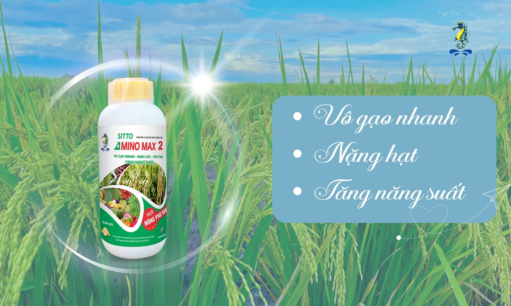 Phỏng vấn bác nông dân ở Chợ Mới, An Giang - Sử dụng Sitto Amino Max 2 cho cây lúa