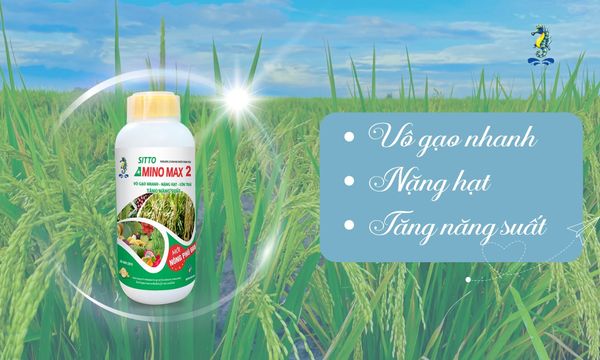 Phỏng vấn bác nông dân ở Chợ Mới, An Giang - Sử dụng Sitto Amino Max 2 cho cây lúa