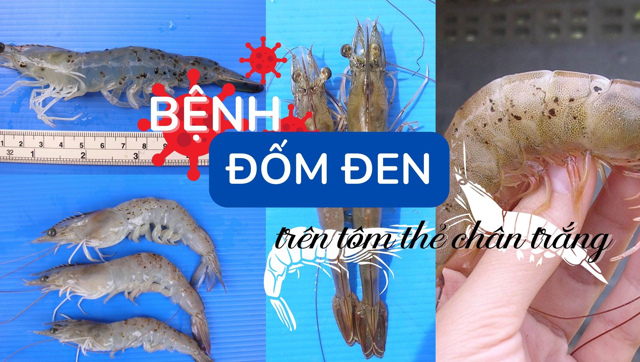 Bệnh đốm đen trên tôm thẻ chân trắng: Nguyên nhân và biện pháp chữa trị hiệu quả