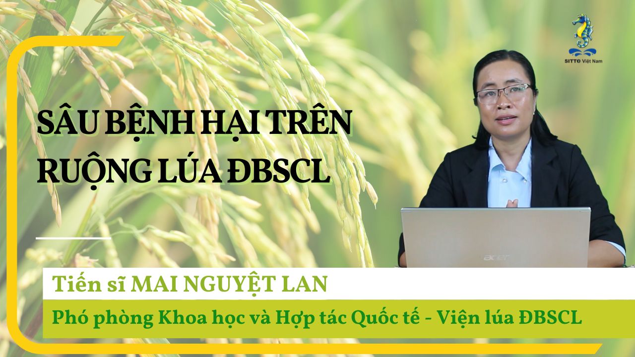 Kỹ Thuật Canh Tác Lúa - Quản Lý Sâu Bệnh Hại Trên Ruộng Lúa ĐBSCL (Bài 5) | SITTO eShop