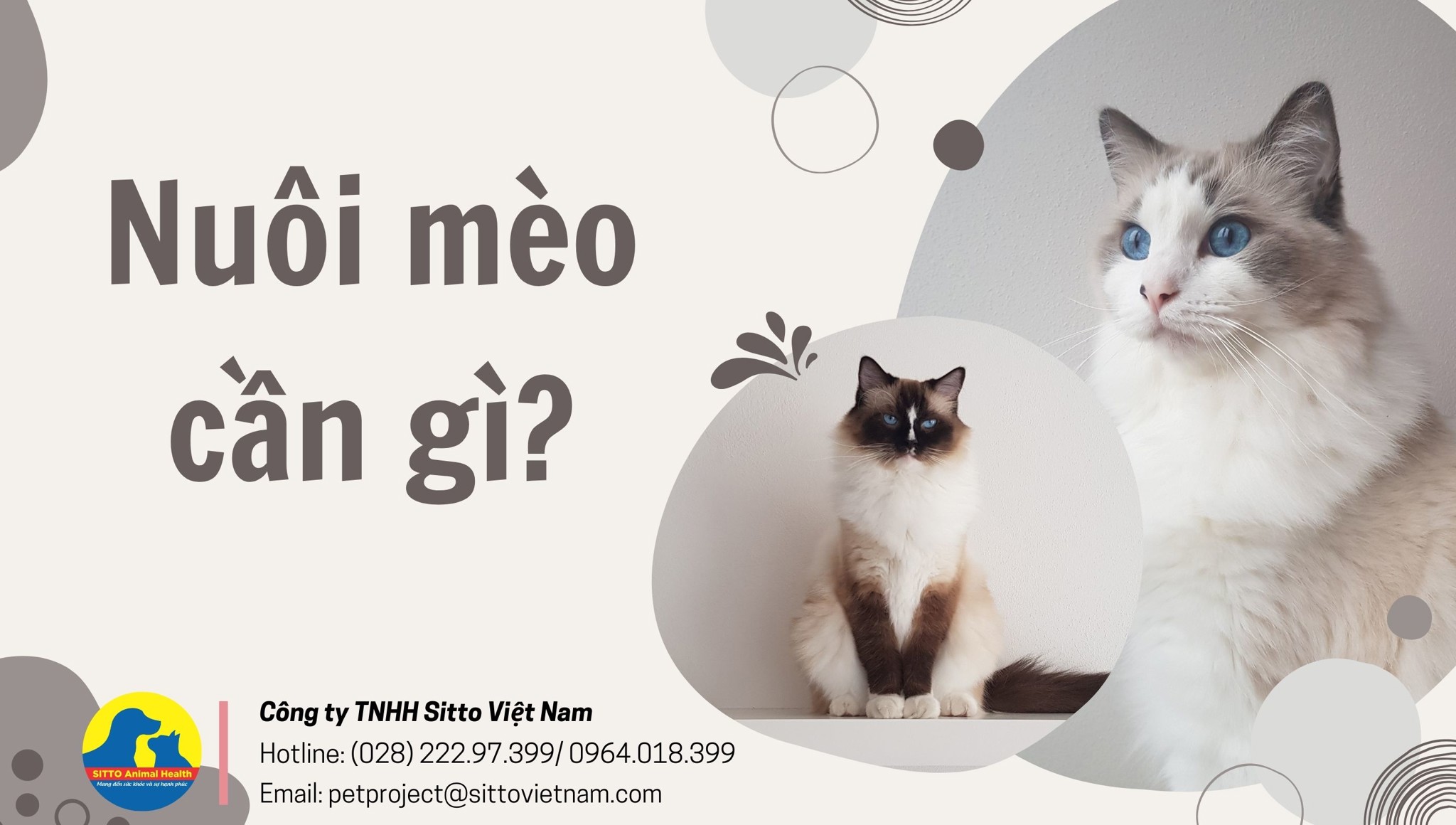 Nuôi mèo cần gì? Top 8 món đồ không thể thiếu khi nhận nuôi 1 bé mèo