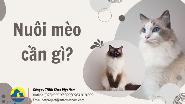 Nuôi mèo cần gì? Top 8 món đồ không thể thiếu khi nhận nuôi 1 bé mèo