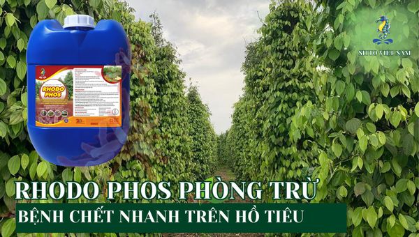 Rhodo Phos phòng trừ bệnh chết nhanh trên hồ tiêu