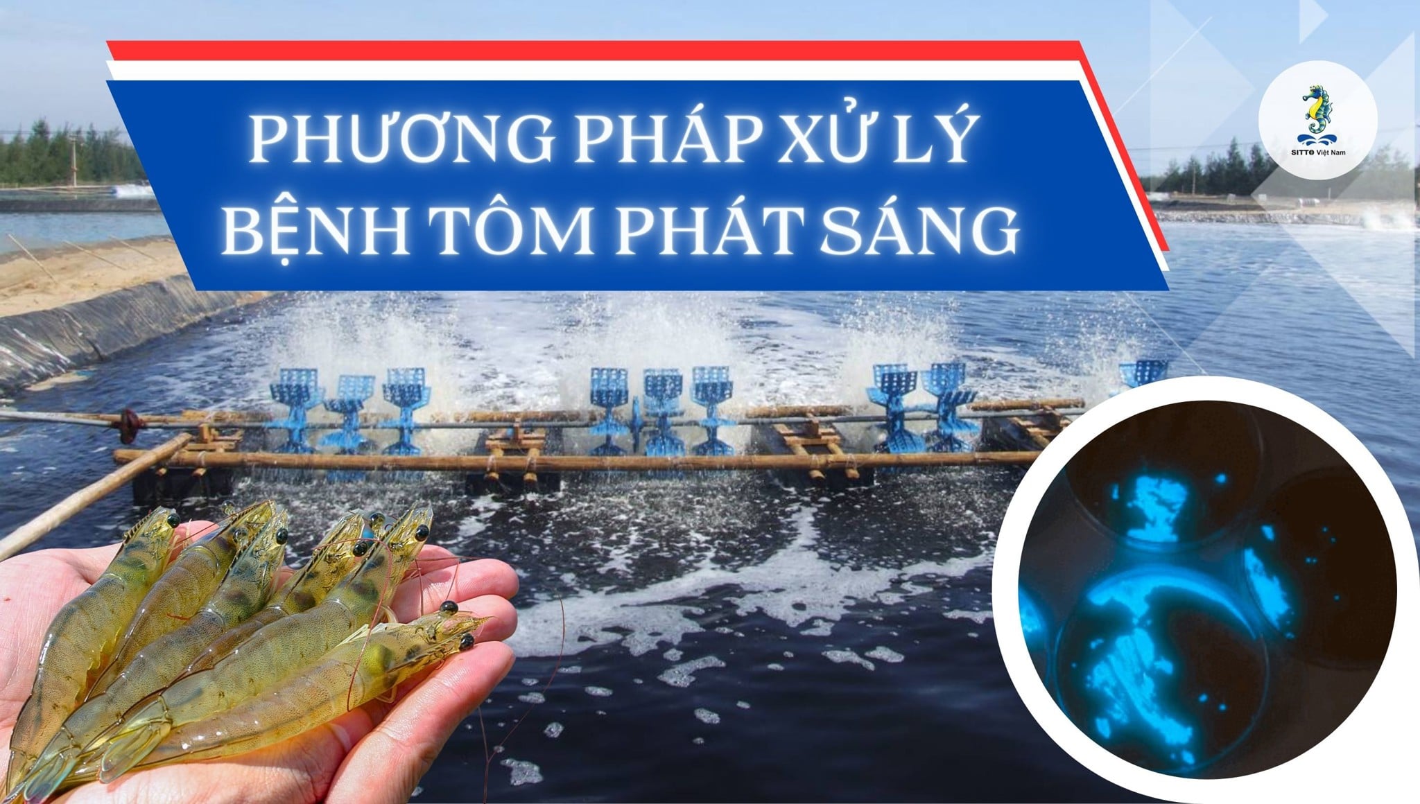 Bệnh tôm phát sáng trong ao nuôi: Nguyên nhân và cách xử lý