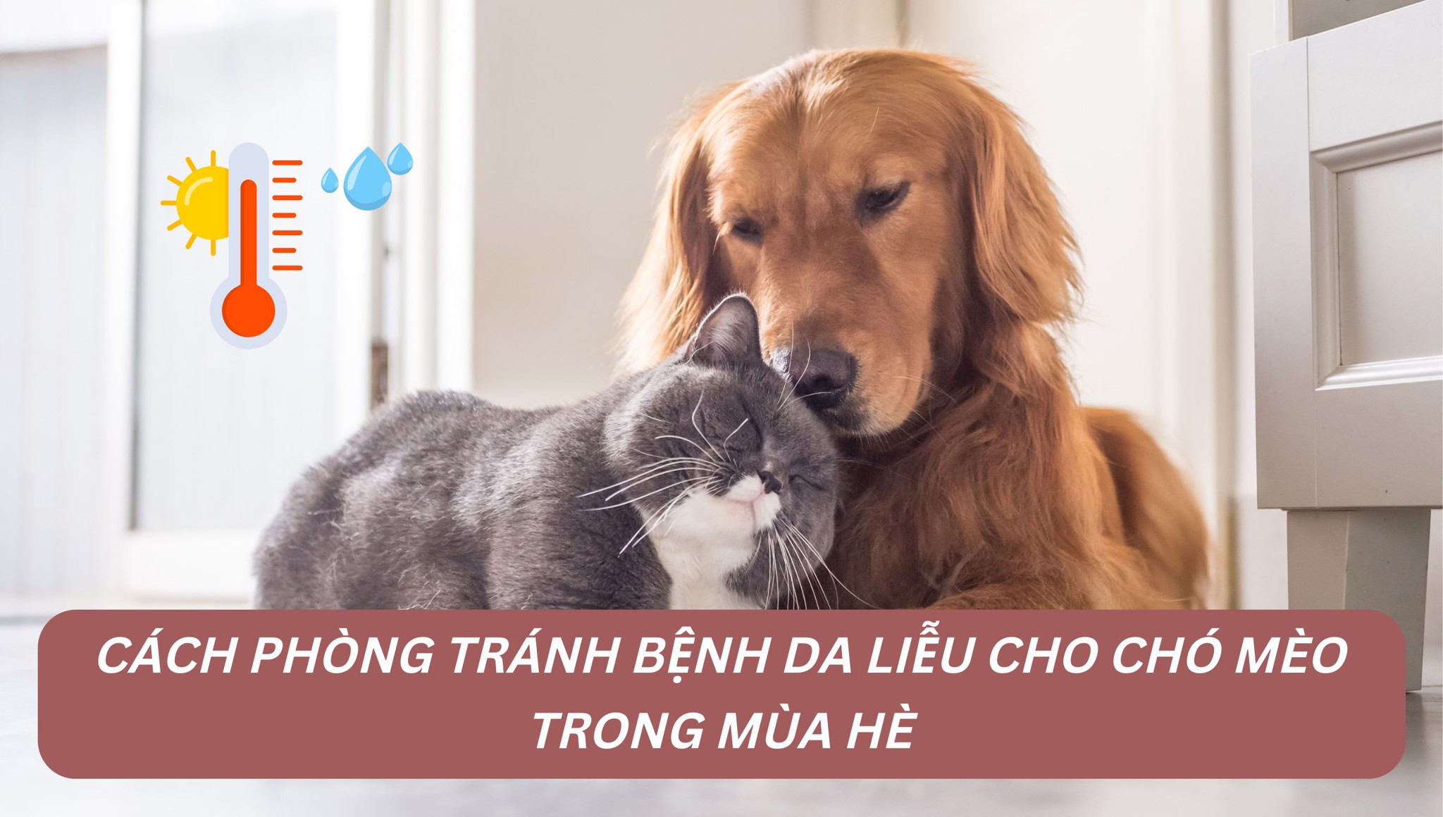 CÁCH PHÒNG TRÁNH BỆNH DA LIỄU CHO CHÓ MÈO TRONG MÙA HÈ