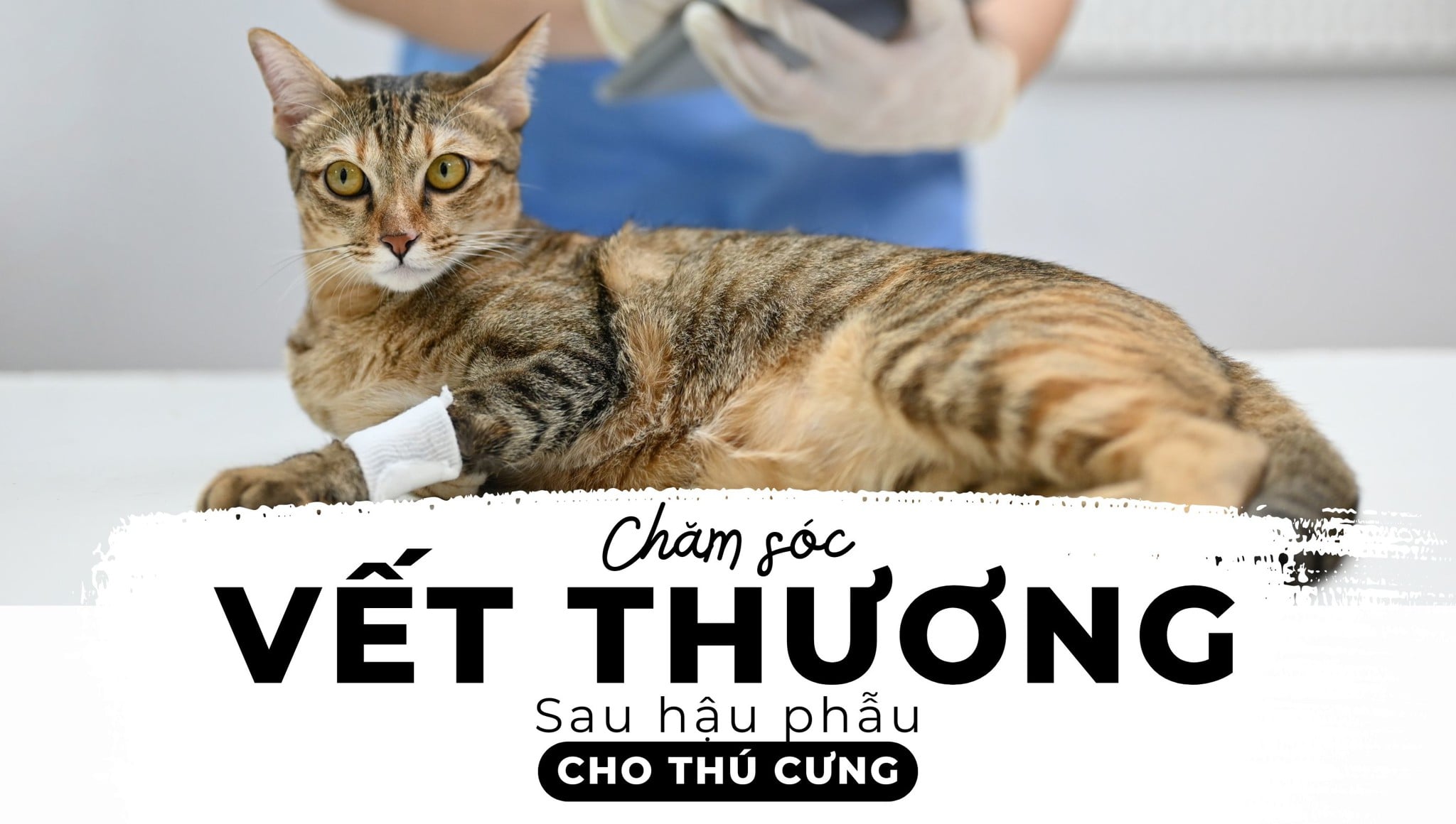 Hướng dẫn chăm sóc vết thương hậu phẫu cho thú cưng: Phục hồi mạnh mẽ, sống khỏe mạnh