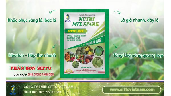 SITTO MIX  – LÁ XANH, KHẮC PHỤC VÀNG LÁ, LÁ GIÀ NHANH, DÀY LÁ