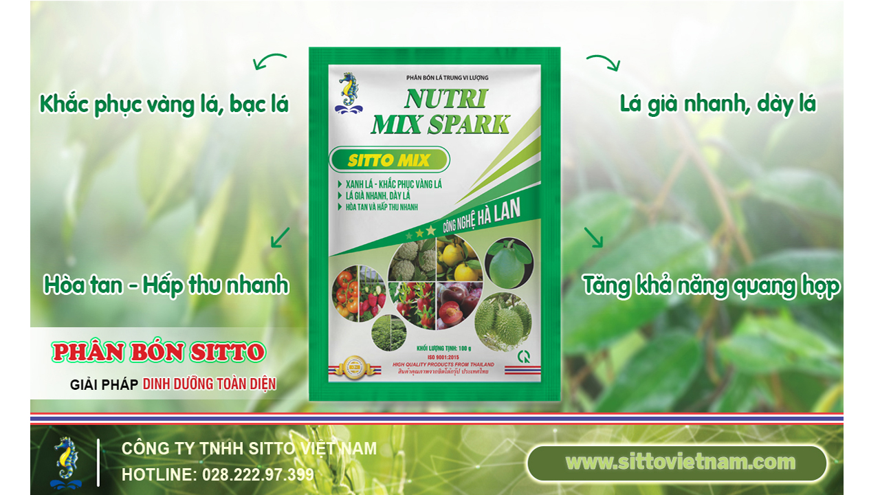 SITTO MIX  – LÁ XANH, KHẮC PHỤC VÀNG LÁ, LÁ GIÀ NHANH, DÀY LÁ
