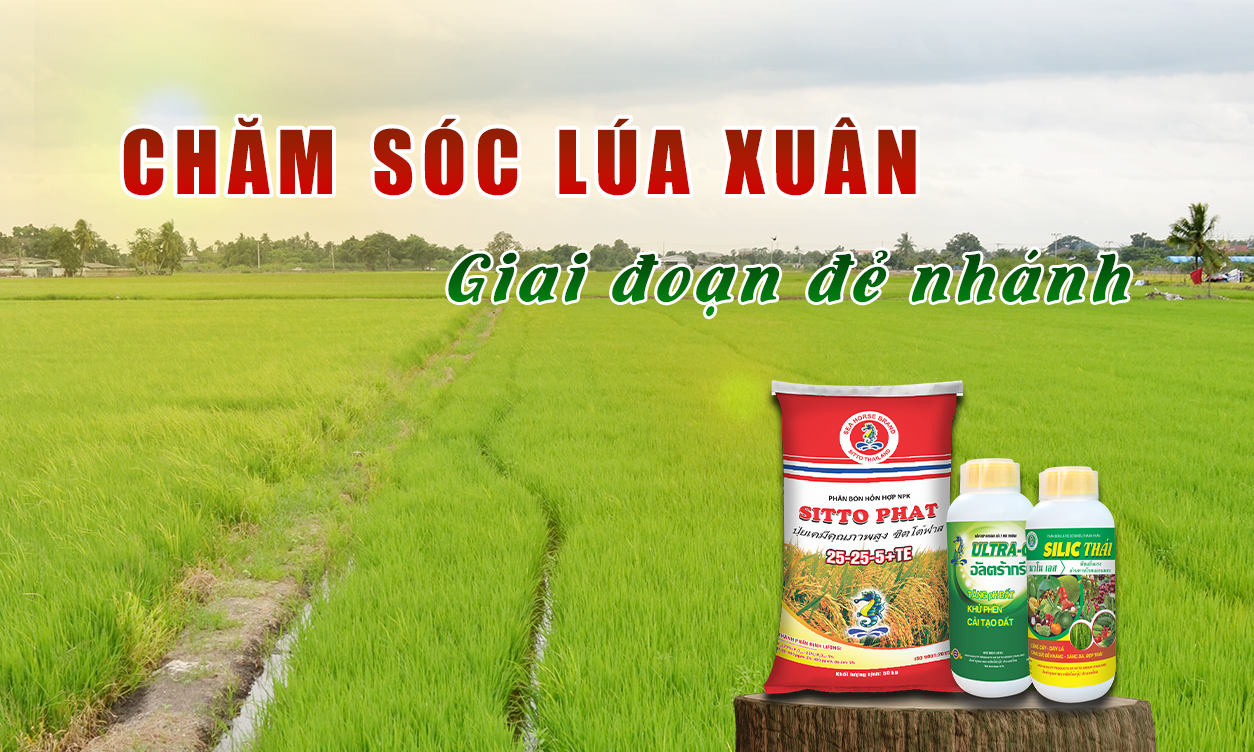 Chăm Sóc Lúa Xuân Giai Đoạn Đẻ Nhanh | SITTO eShop