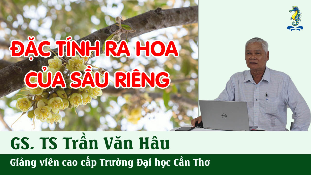 Kỹ Thuật Canh Tác Cây Sầu Riêng - Đặc Tính Ra Hoa Của Cây | SITTO eShop