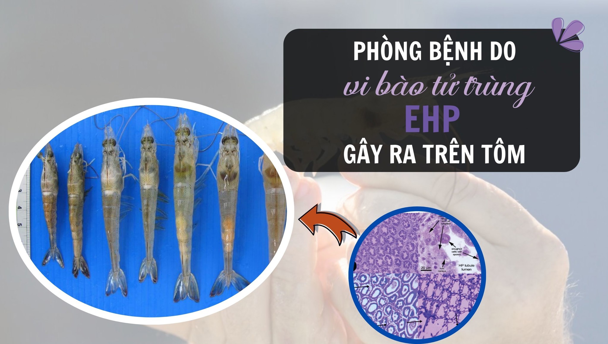 Vi bào tử trùng EHP: Giải pháp phòng và điều trị bệnh
