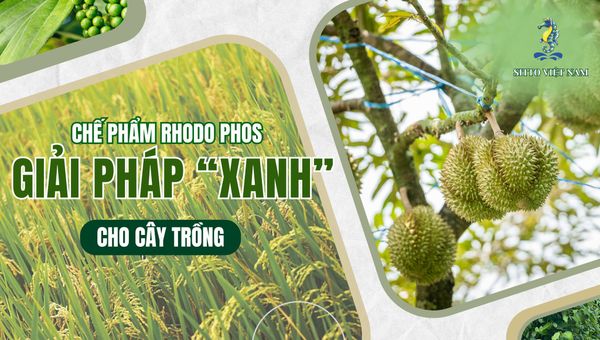 Chế phẩm Rhodo Phos giải pháp “xanh” cho cây trồng