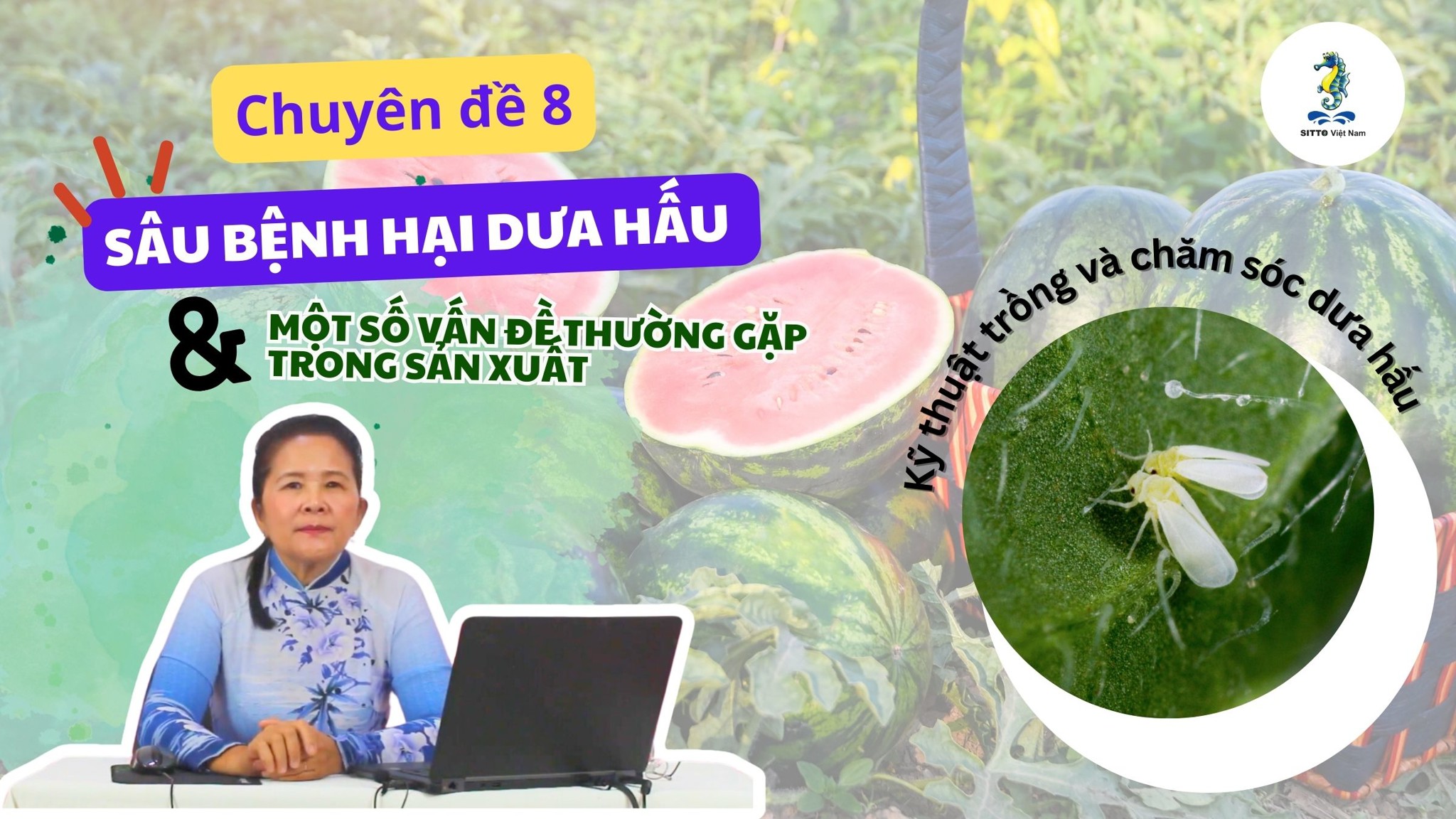 Sâu bệnh hại dưa hấu | Kỹ thuật trồng và chăm sóc dưa hấu