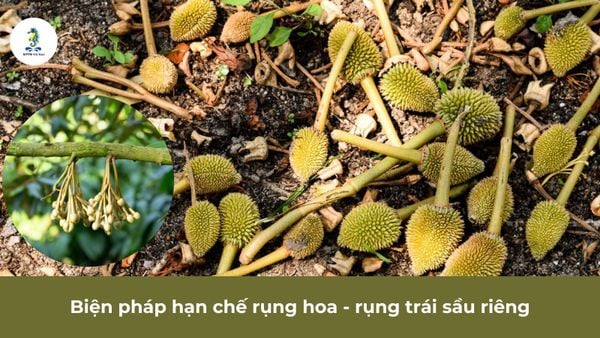 Biện pháp hạn chế rụng hoa - rụng trái sầu riêng