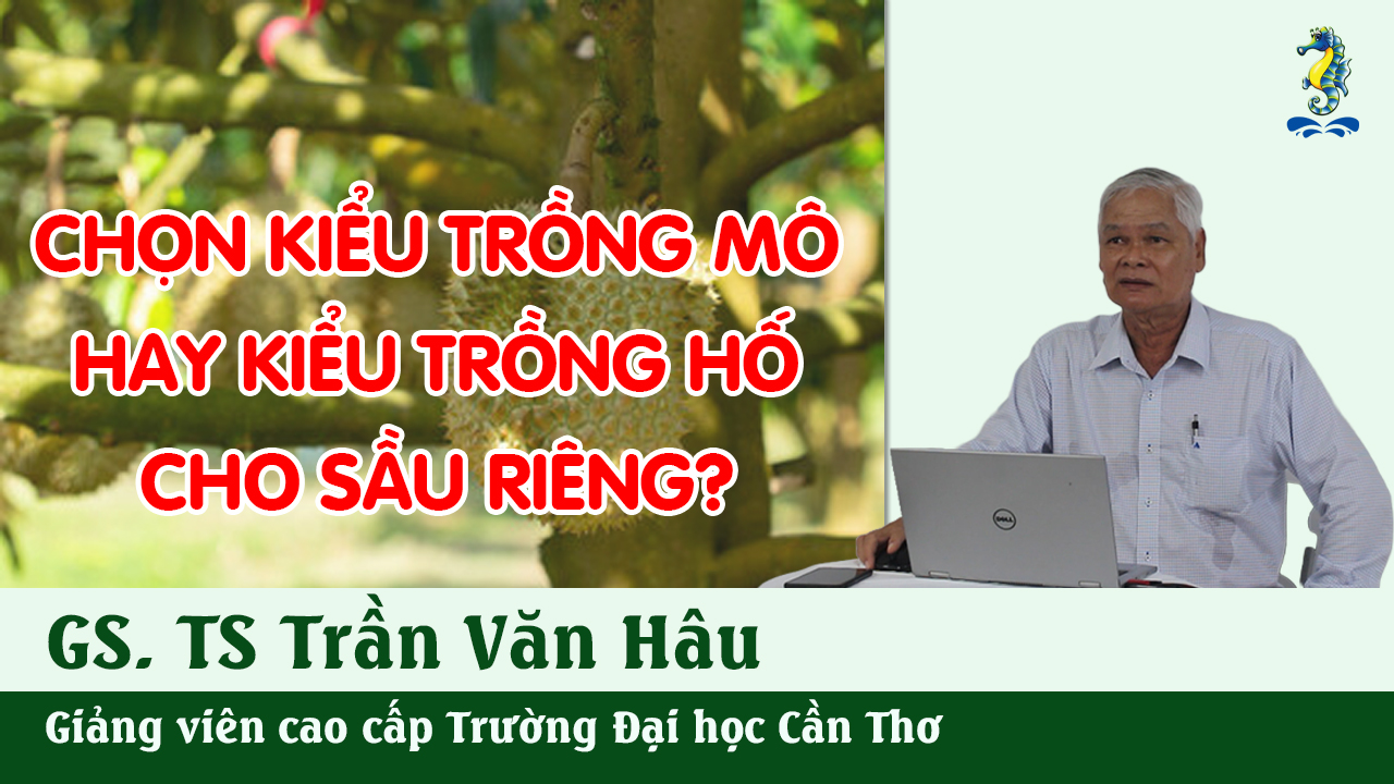 Kỹ Thuật Canh Tác Cây Sầu Riêng - Kiểu Trồng Mô Hay Trồng Hố | SITTO eShop
