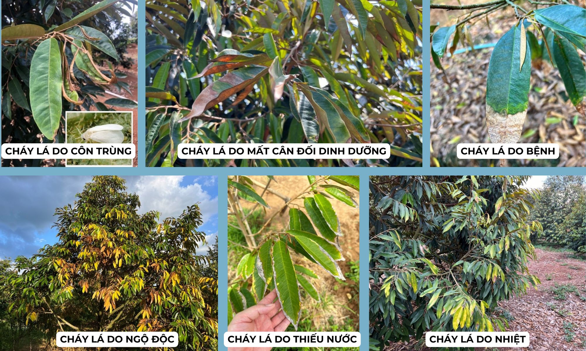 NGUYÊN NHÂN VÀ BIỆN PHÁP KHẮC PHỤC HIỆN TƯỢNG CHÁY LÁ SẦU RIÊNG