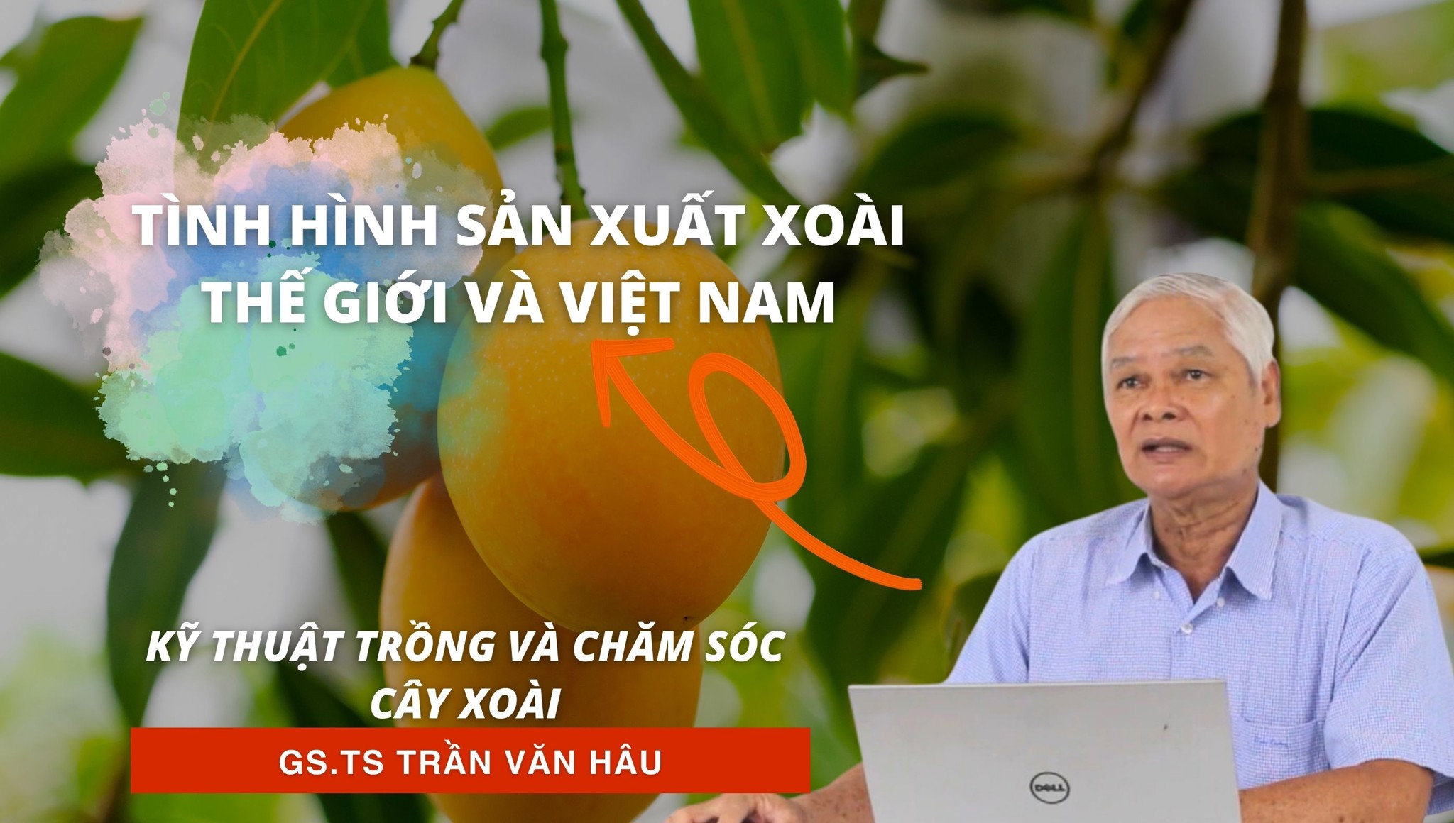 Tình hình sản xuất Xoài thế giới và Việt Nam | Kỹ thuật trồng và chăm sóc Xoài
