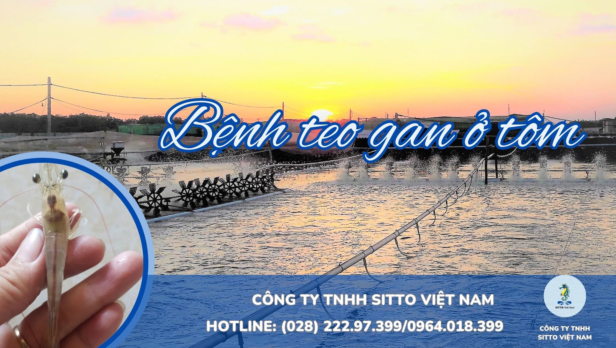 Bệnh teo gan ở tôm: Biện pháp điều trị gan tôm bị teo nhỏ và sưng hiệu quả