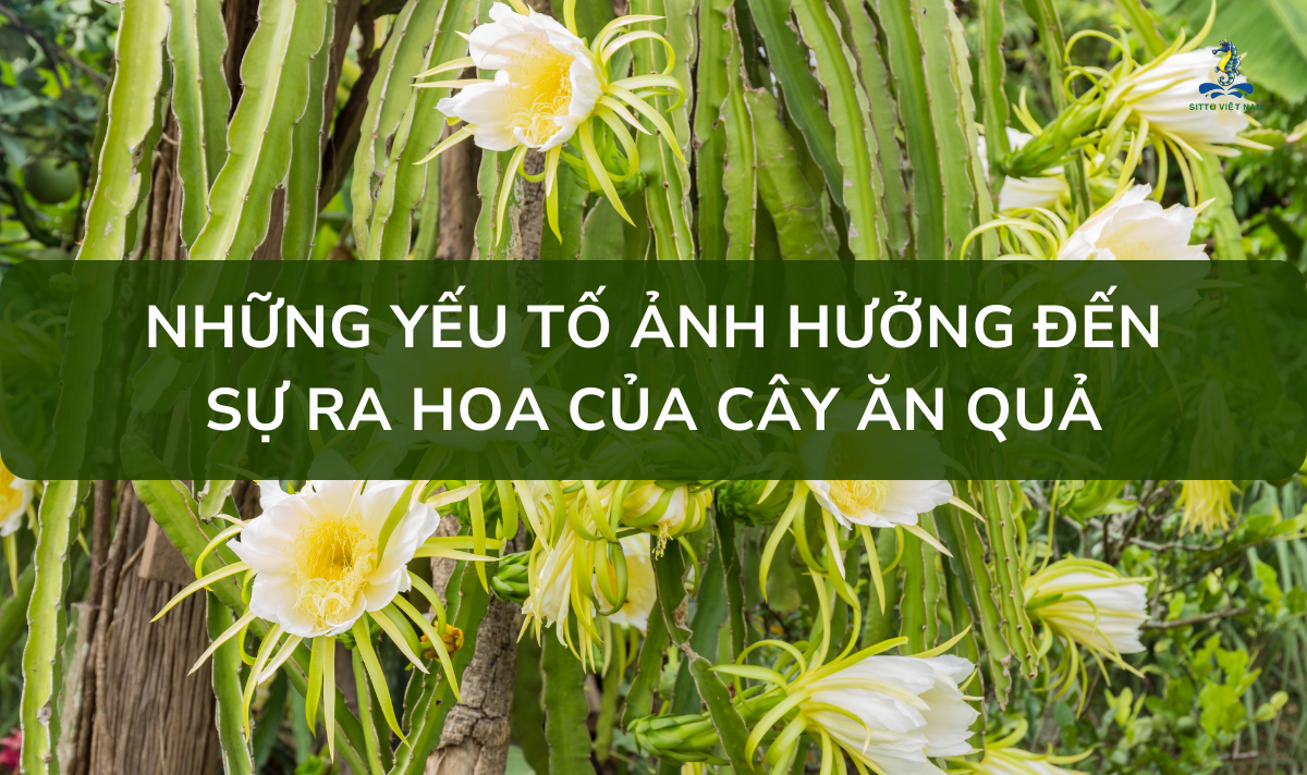 Các Yếu Tố Ảnh Hưởng Đến Sự Ra Hoa Của Cây Ăn Quả Và Phương Pháp Kích Ra Hoa | SITTO eShop