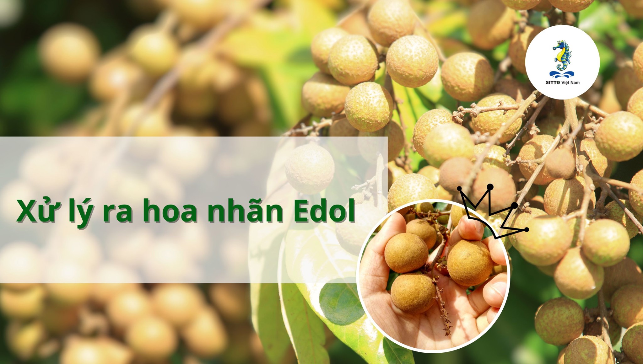 Kinh nghiệm chăm sóc và xử lý ra hoa nhãn Edol cho năng suất cao