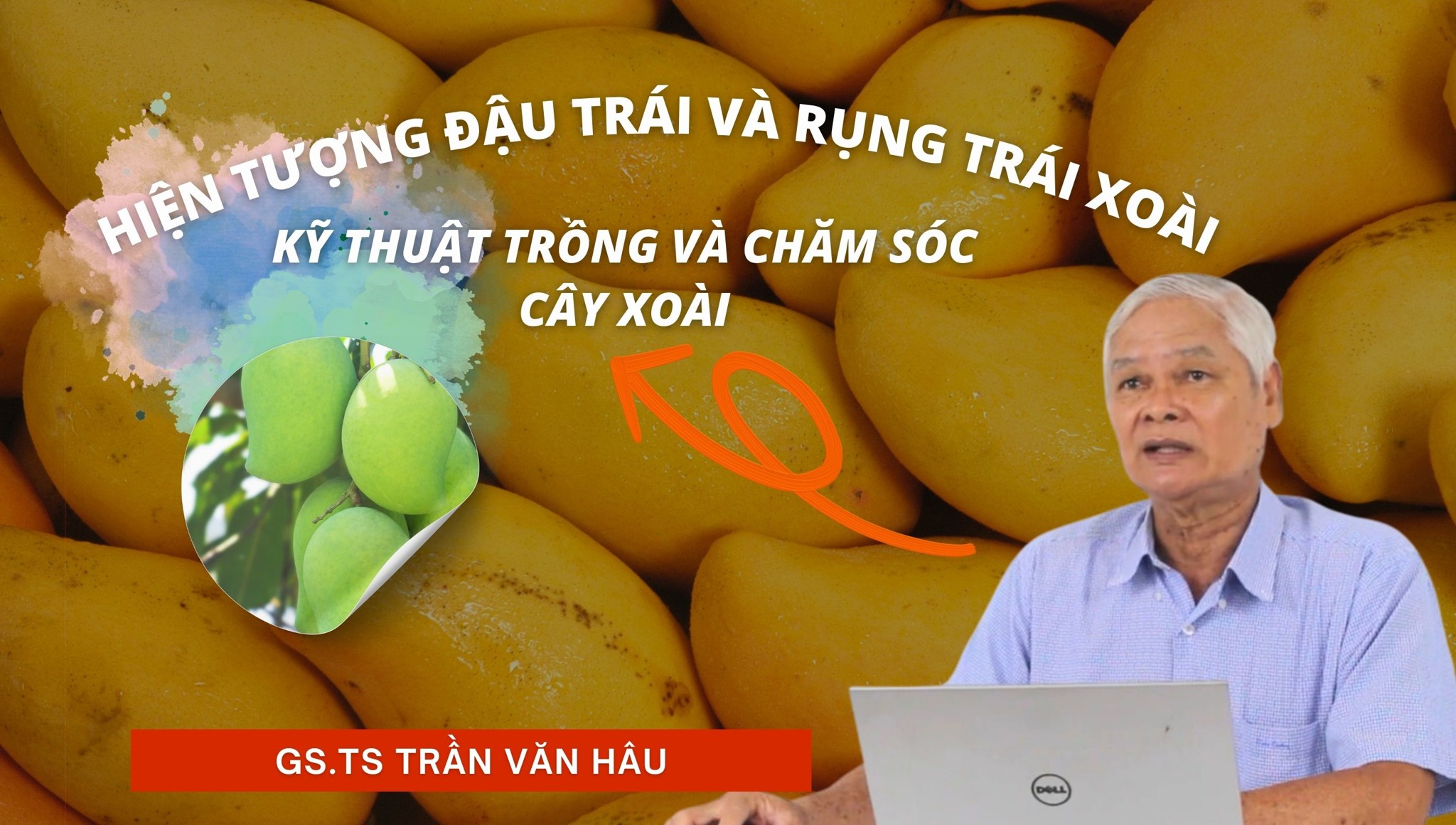 Hiện tượng đậu trái và rụng trái Xoài | Kỹ thuật trồng và chăm sóc Xoài