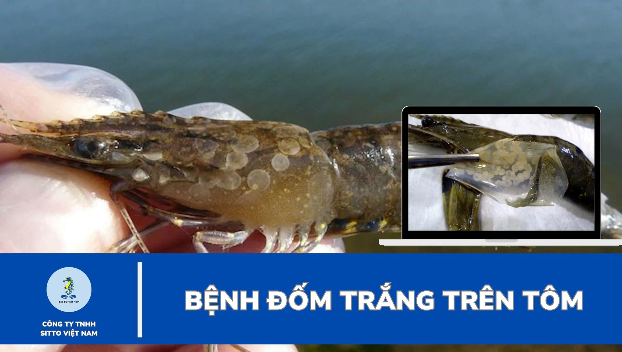 Bệnh đốm trắng trên tôm: Nguyên nhân, phân loại, cách phòng trị