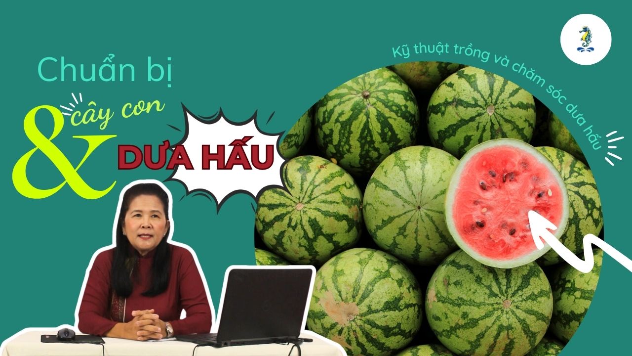 Chuẩn bị cây con dưa hấu | Kỹ thuật trồng và chăm sóc dưa hấu