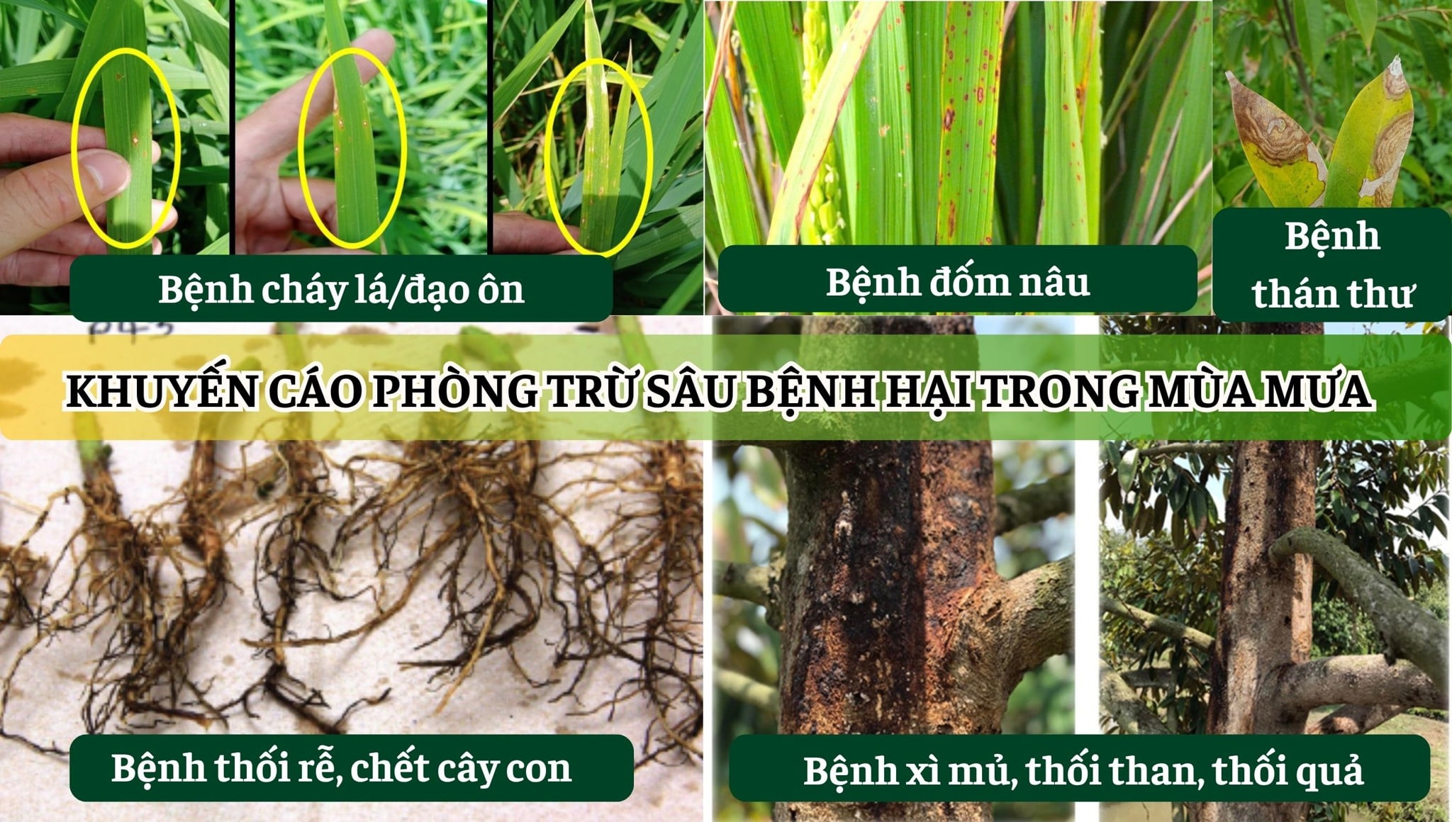 Khuyến cáo phòng trừ sâu bệnh hại trong mùa mưa