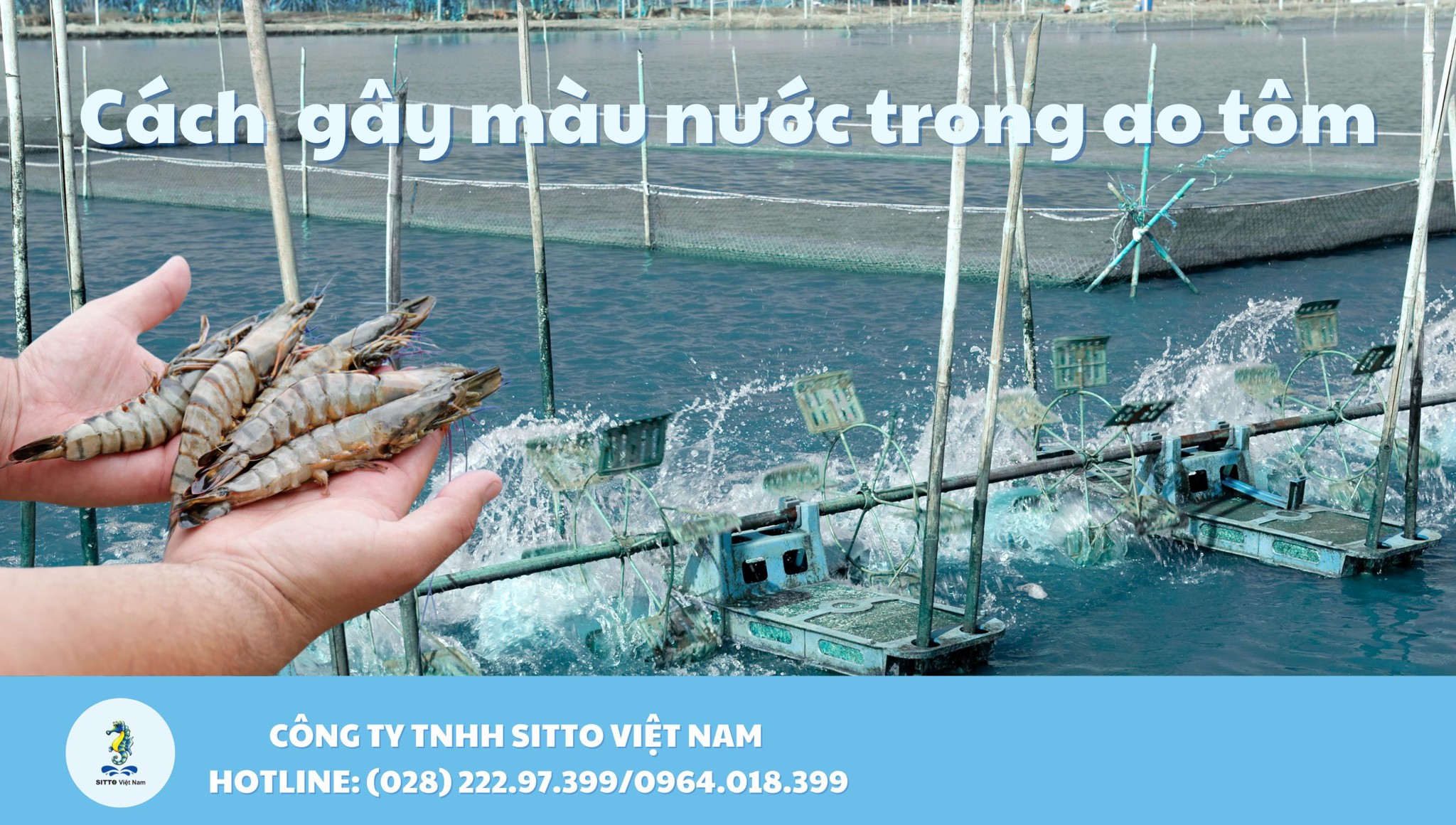 Gây màu nước trong ao nuôi tôm: Phương pháp, lưu ý