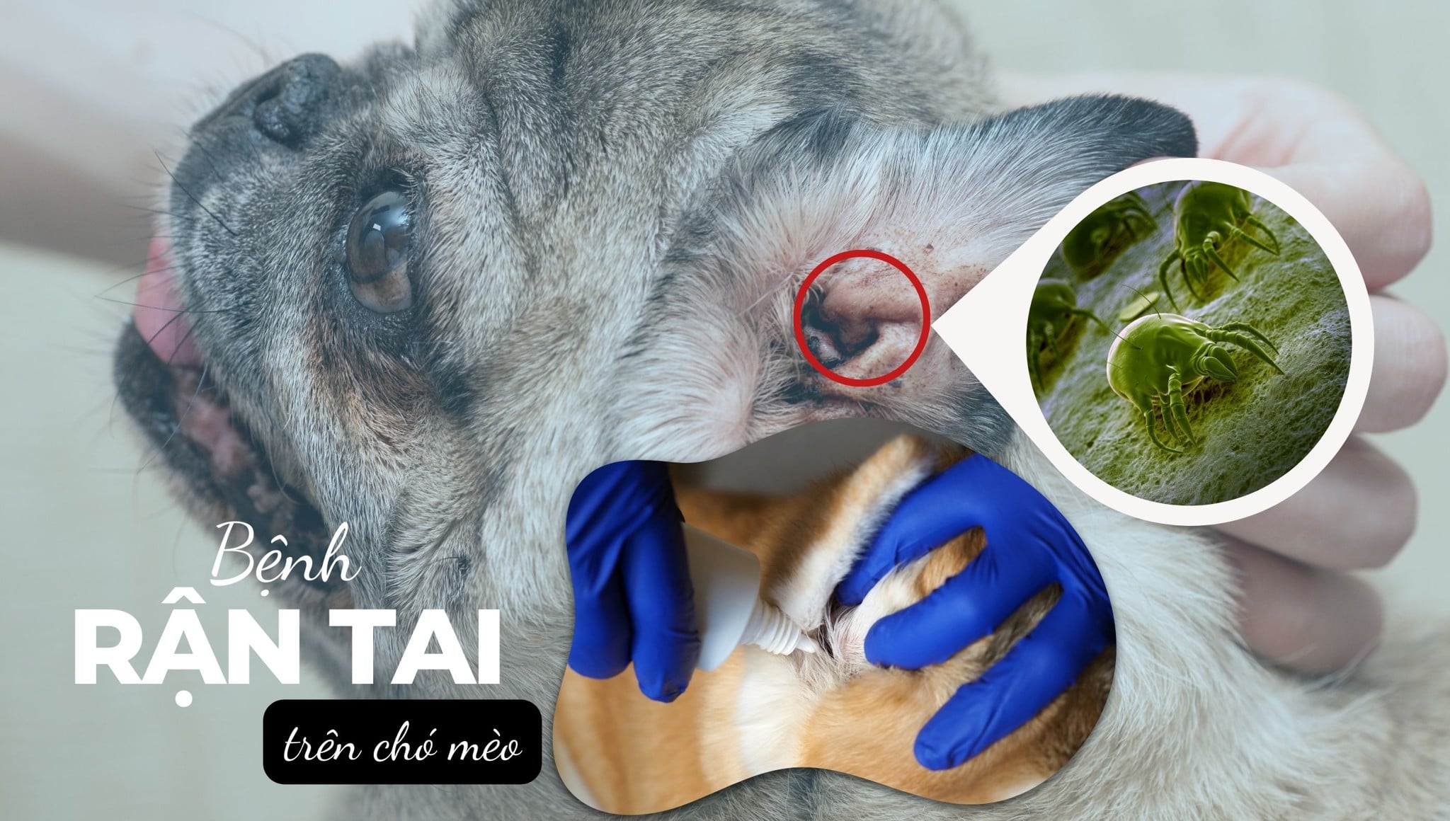 Bệnh rận tai trên chó mèo (Octodectes Cynotis): Nguyên nhân, phòng ngừa và điều trị