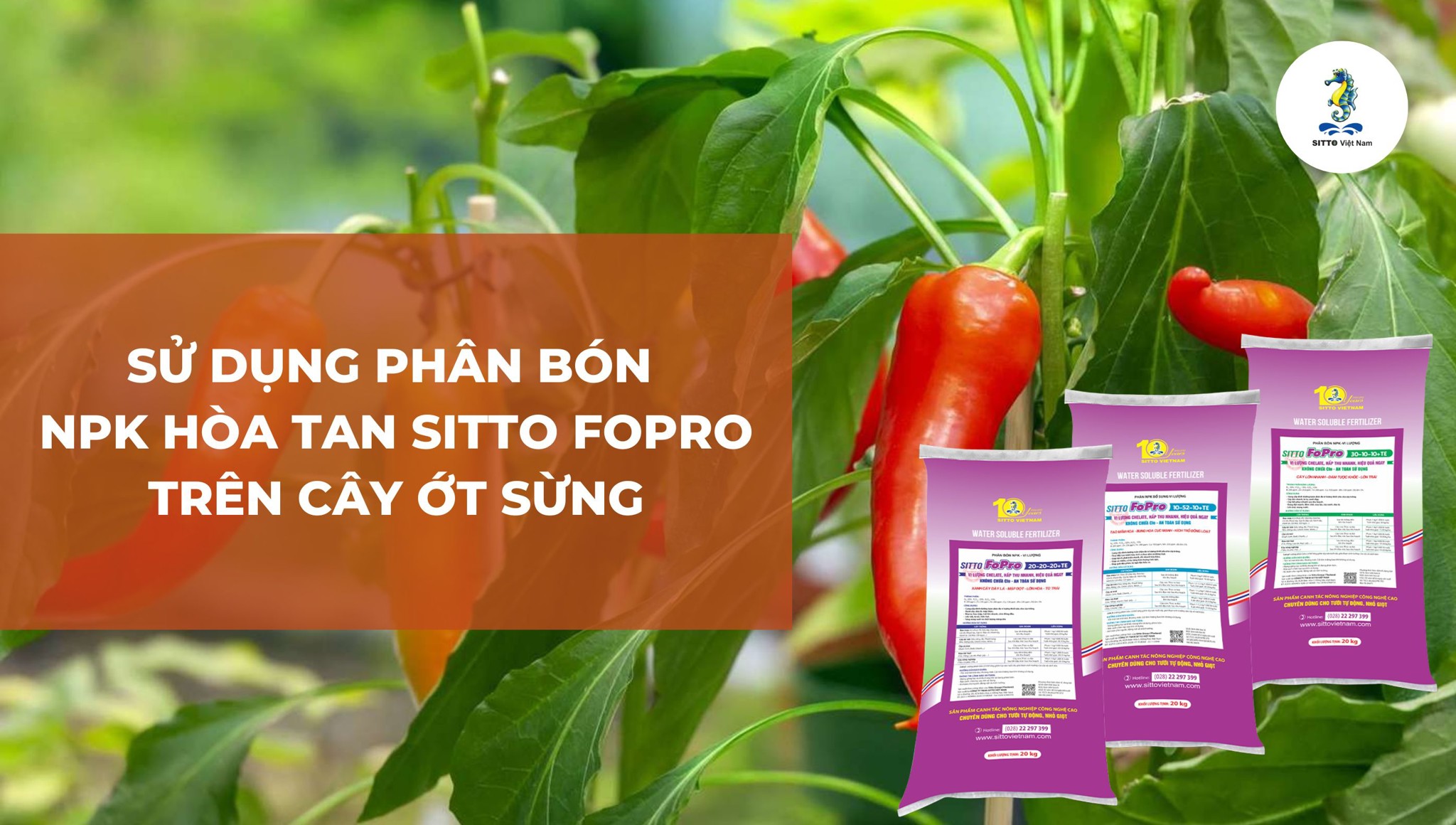 Sử dụng phân bón NPK hòa tan Sitto Fopro bón phân trên cây ớt sừng