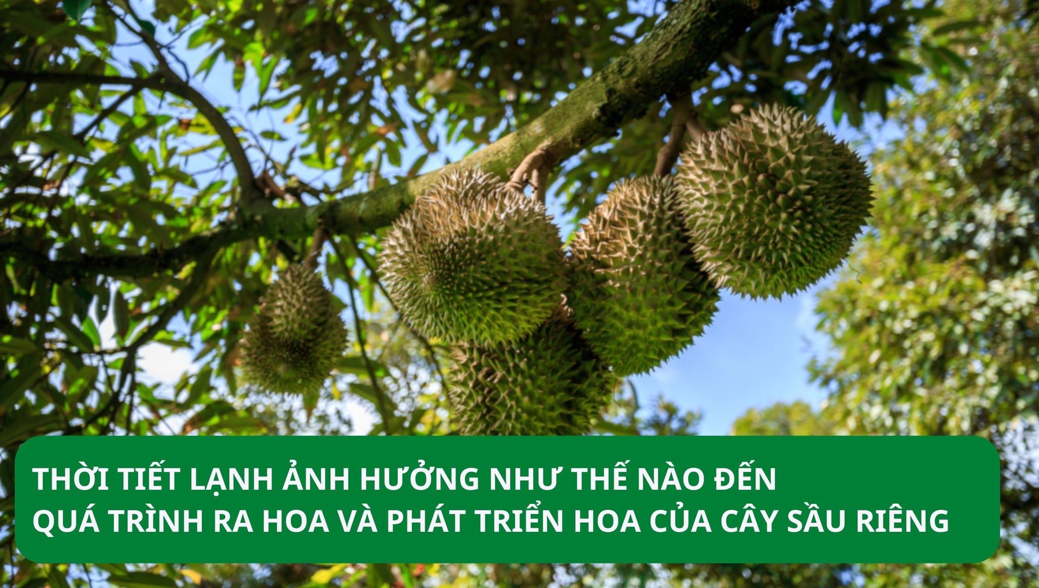 THỜI TIẾT LẠNH ẢNH HƯỞNG NHƯ THẾ NÀO ĐẾN QUÁ TRÌNH RA HOA VÀ PHÁT TRIỂN HOA CỦA CÂY SẦU RIÊNG