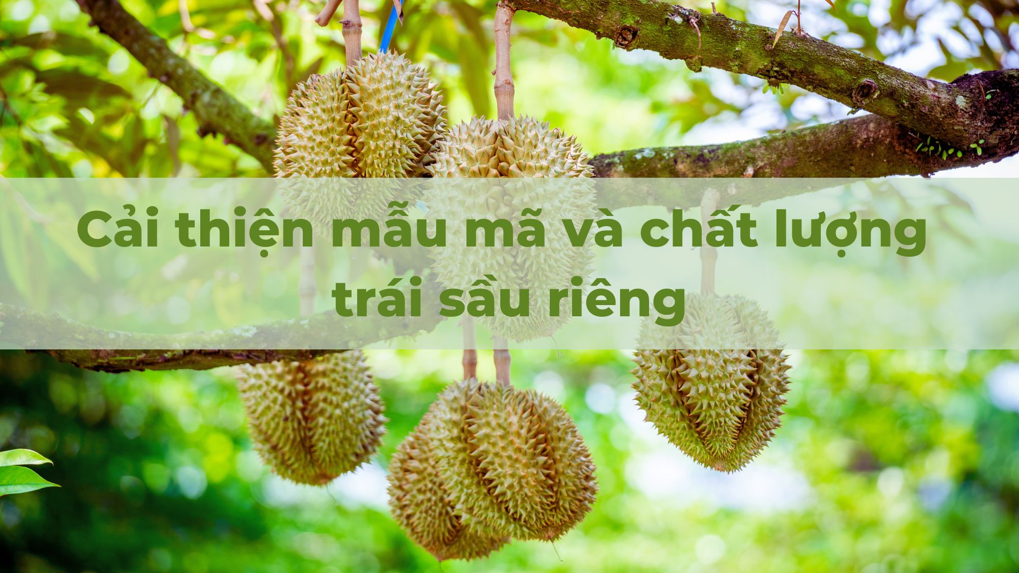 Giải pháp cải thiện mẫu mã và chất lượng trái sầu riêng