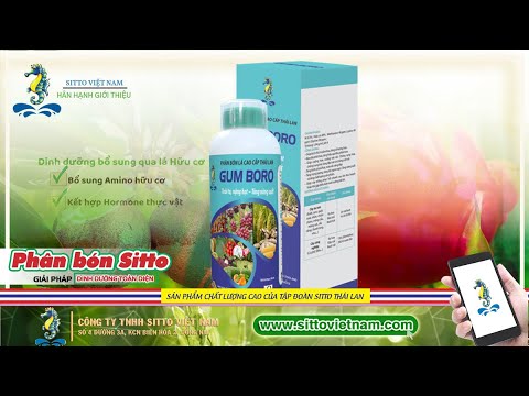 SITTO GUM- BORO - TĂNG KÍCH CỠ TRÁI, MÀU SẮC SÁNG ĐẸP, TĂNG NĂNG SUẤT