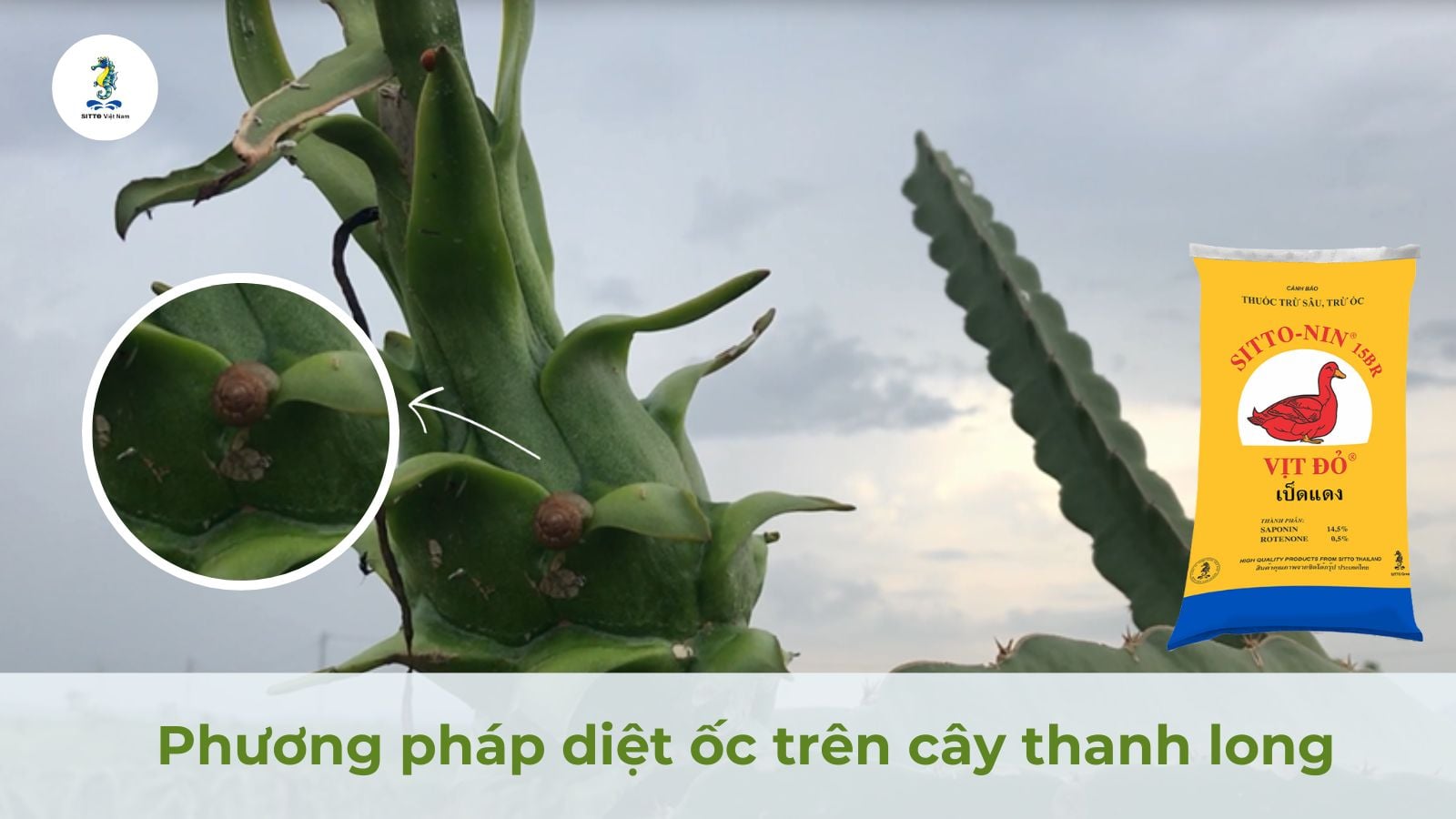 Phương pháp diệt ốc trên cây thanh long bằng thảo mộc hiệu quả