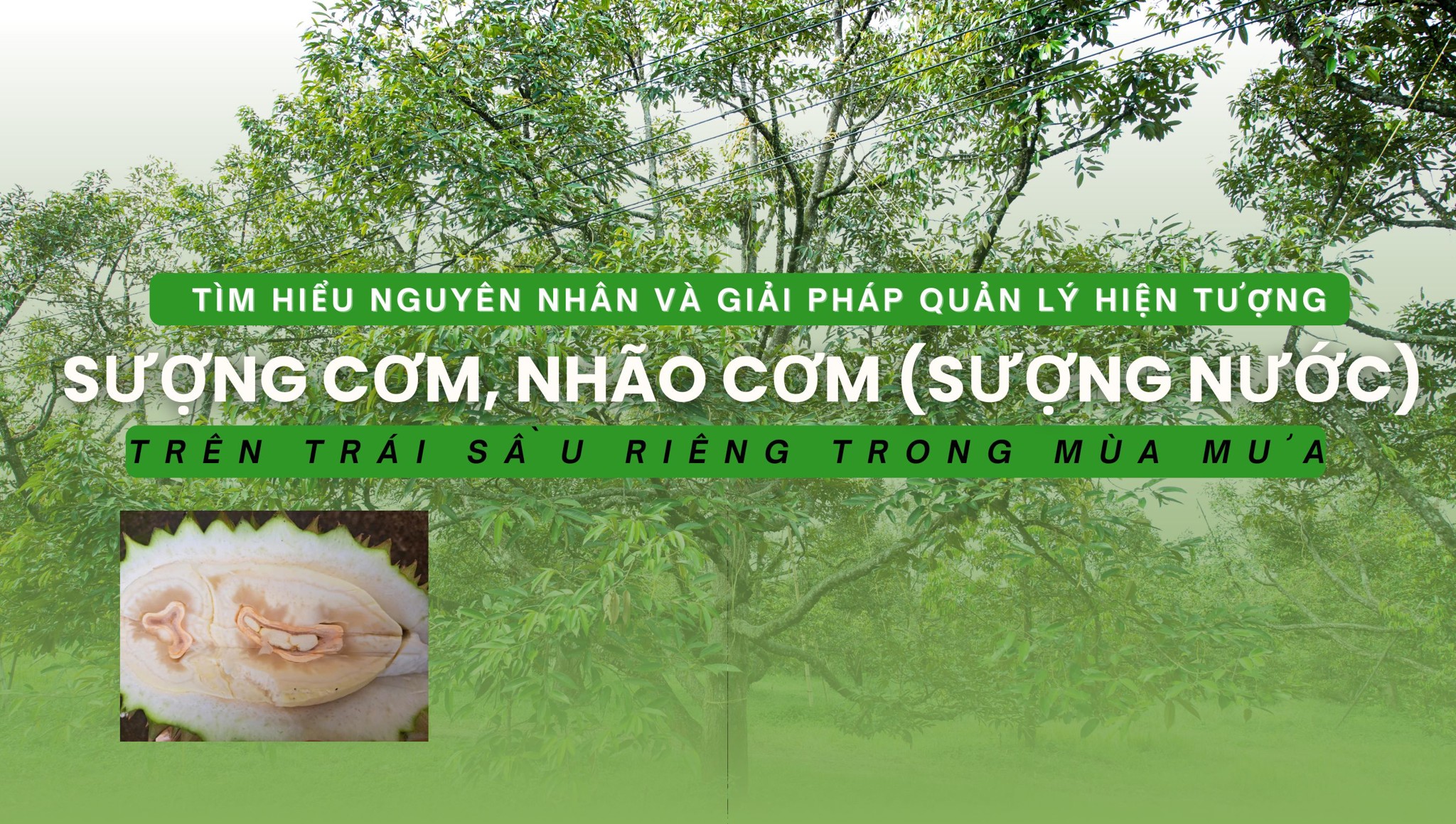 Sượng cơm, nhão cơm (sượng nước) trên trái sầu riêng trong mùa mưa: Nguyên nhân và giải pháp