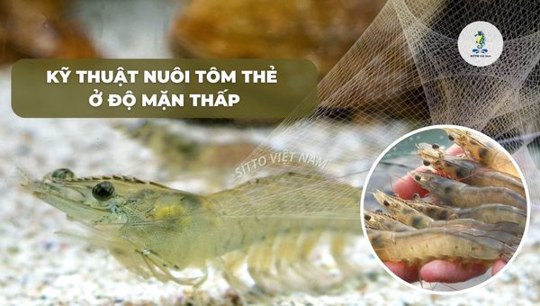 Kỹ thuật nuôi tôm thẻ ở độ mặn thấp: Nguyên nhân và điều kiện