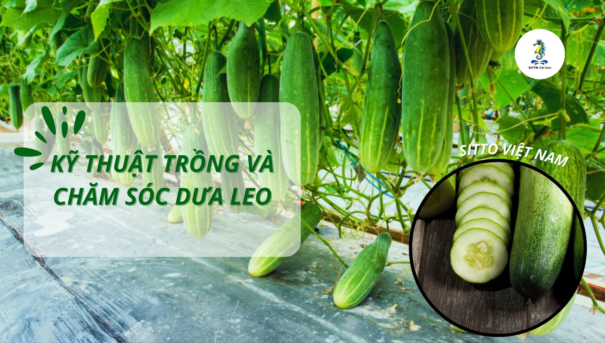 Kỹ thuật trồng và chăm sóc dưa leo cho năng suất cao