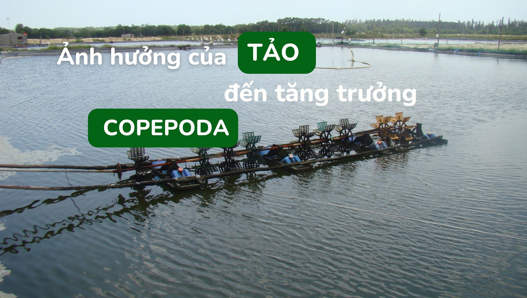 Ảnh hưởng của tảo đến tăng trưởng Copepoda