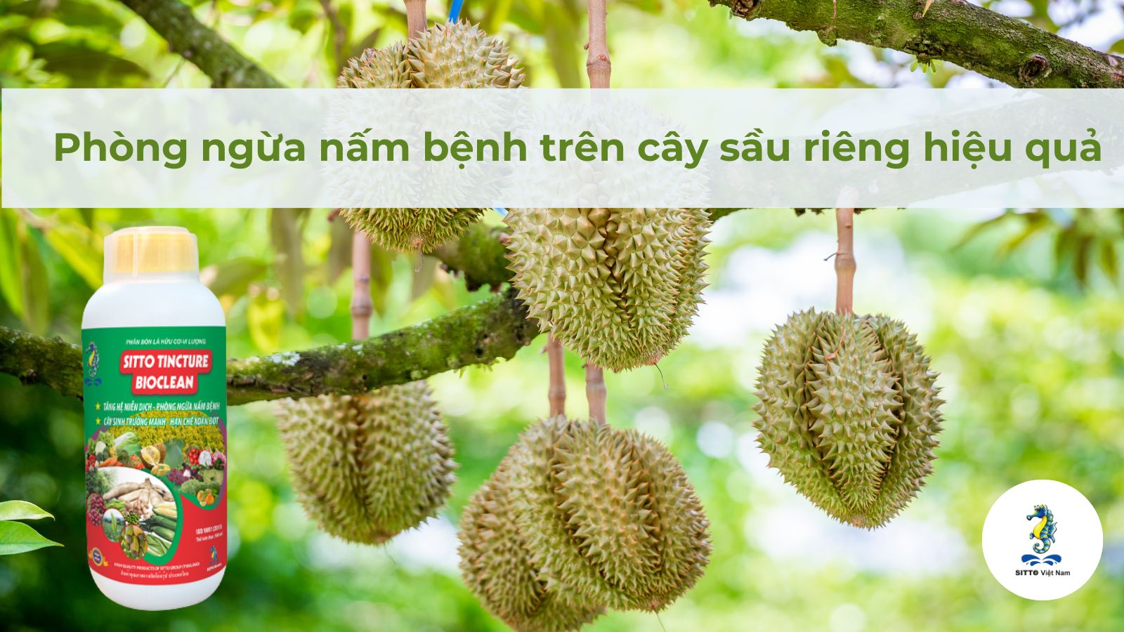 Phòng ngừa nấm bệnh trên cây sầu riêng hiệu quả