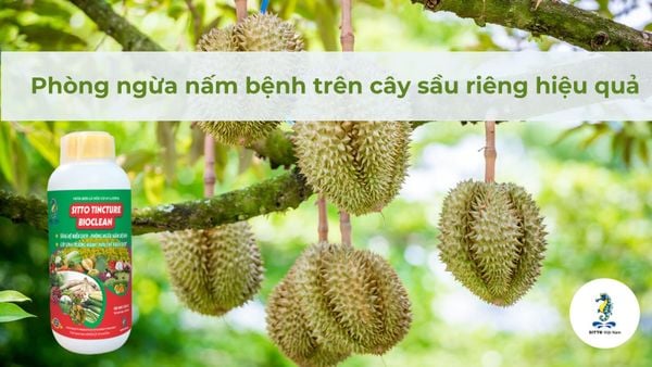 Phòng ngừa nấm bệnh trên cây sầu riêng hiệu quả