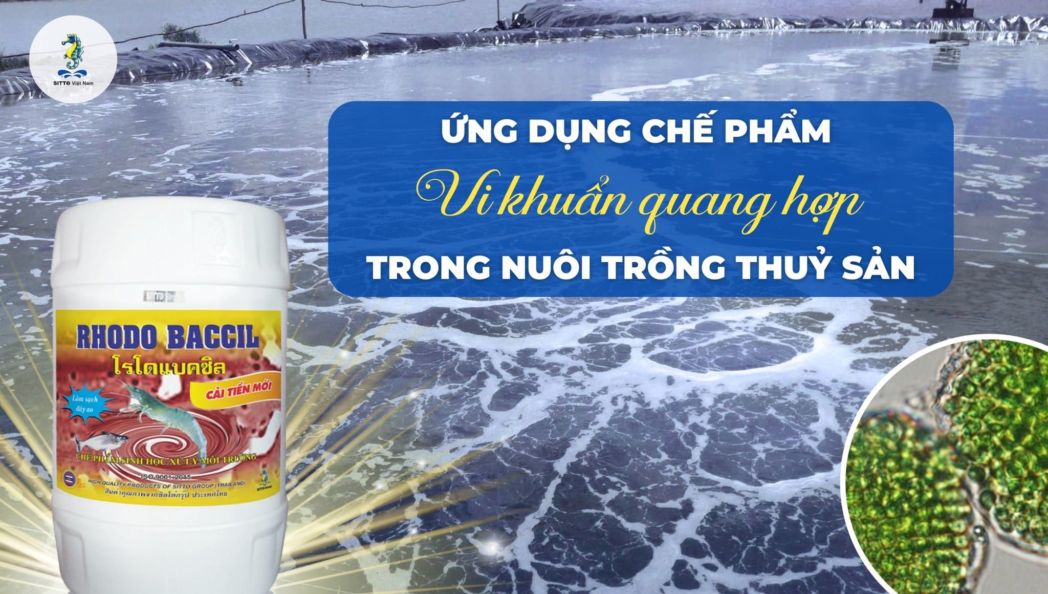 Ứng dụng chế phẩm vi khuẩn quang hợp trong nuôi trồng thuỷ sản