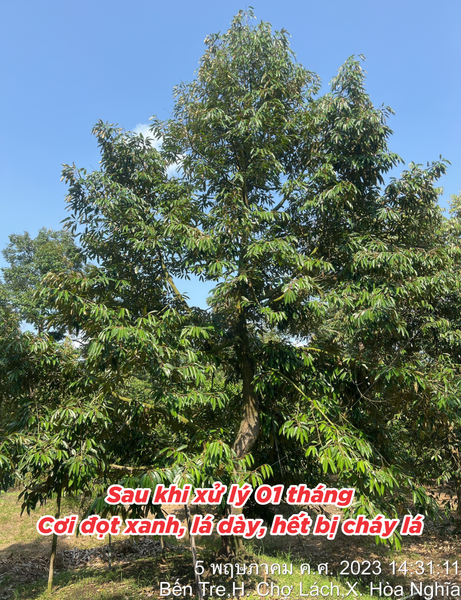 Giải Pháp Phục Hồi Cây Sầu Riêng Trên Vùng Đất Bị Nhiễm Mặn Tại Chợ Lách – Bến Tre | SITTO eShop