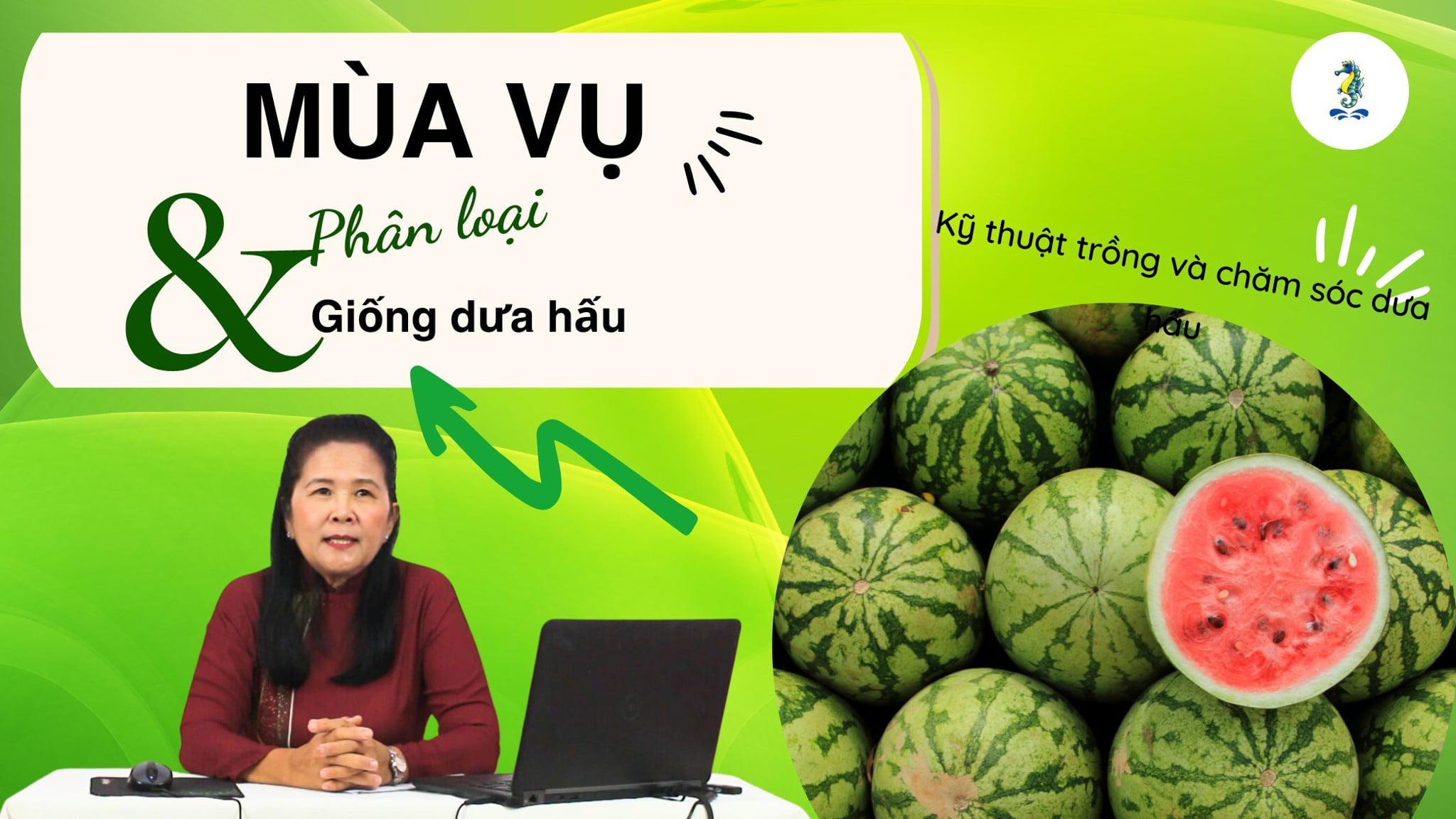 Mùa vụ, phân loại và giống dưa hấu - Kỹ thuật trồng và chăm sóc cây dưa hấu