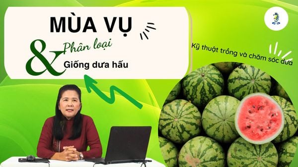Mùa vụ, phân loại và giống dưa hấu - Kỹ thuật trồng và chăm sóc cây dưa hấu