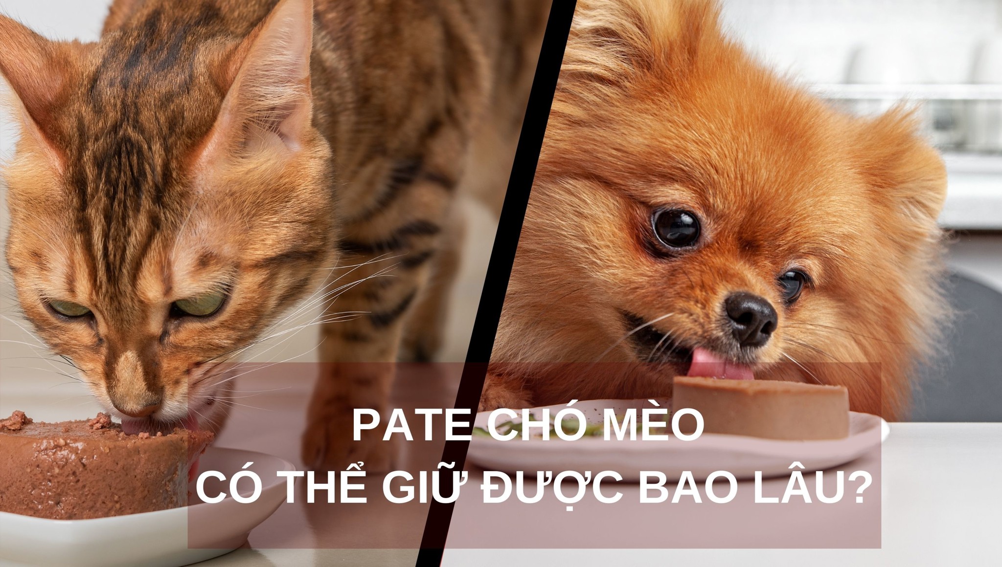 Pate chó mèo có thể giữ được bao lâu?
