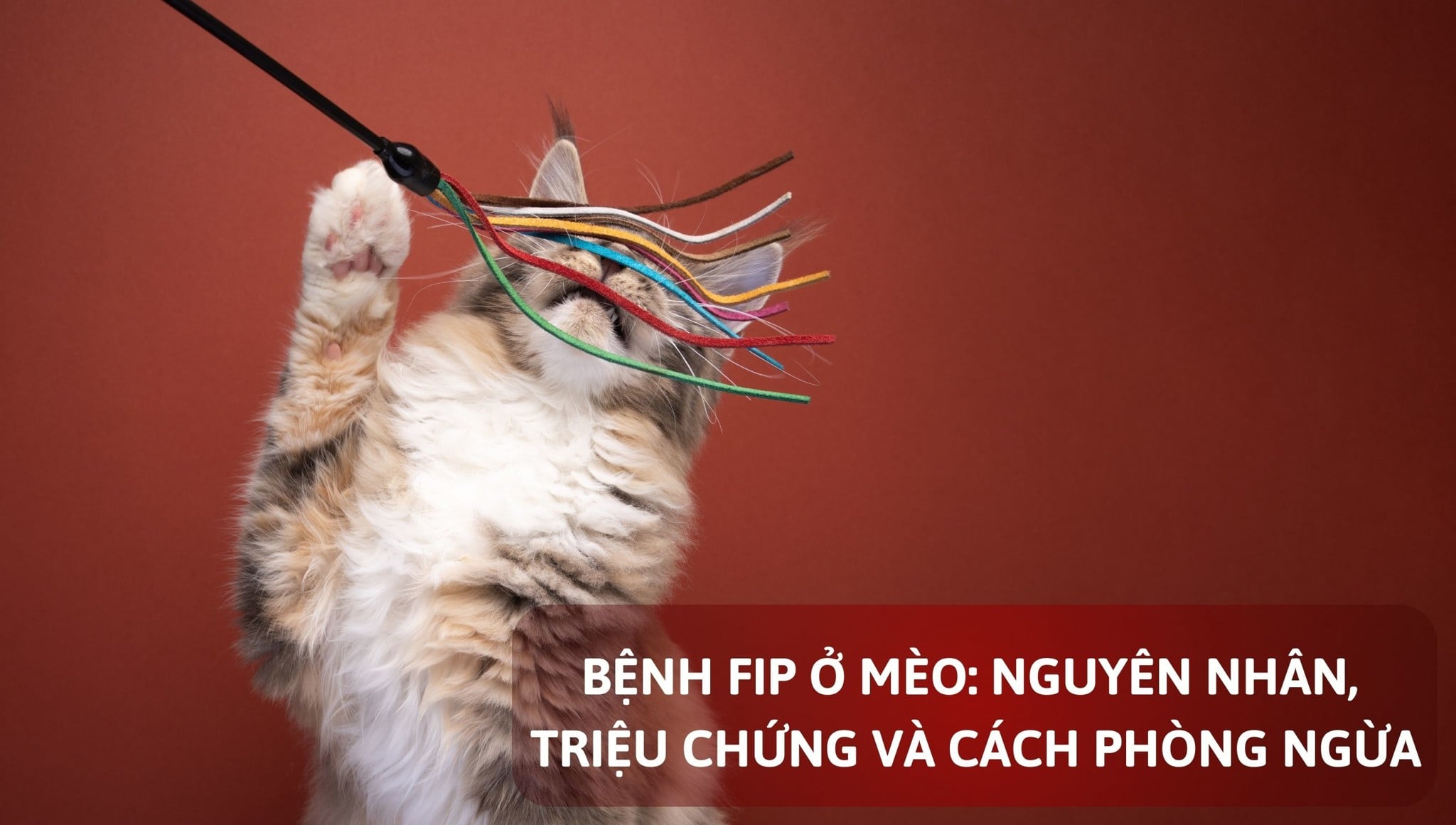 Bệnh FIP Ở Mèo: Nguyên Nhân, Triệu Chứng Và Cách Phòng Ngừa