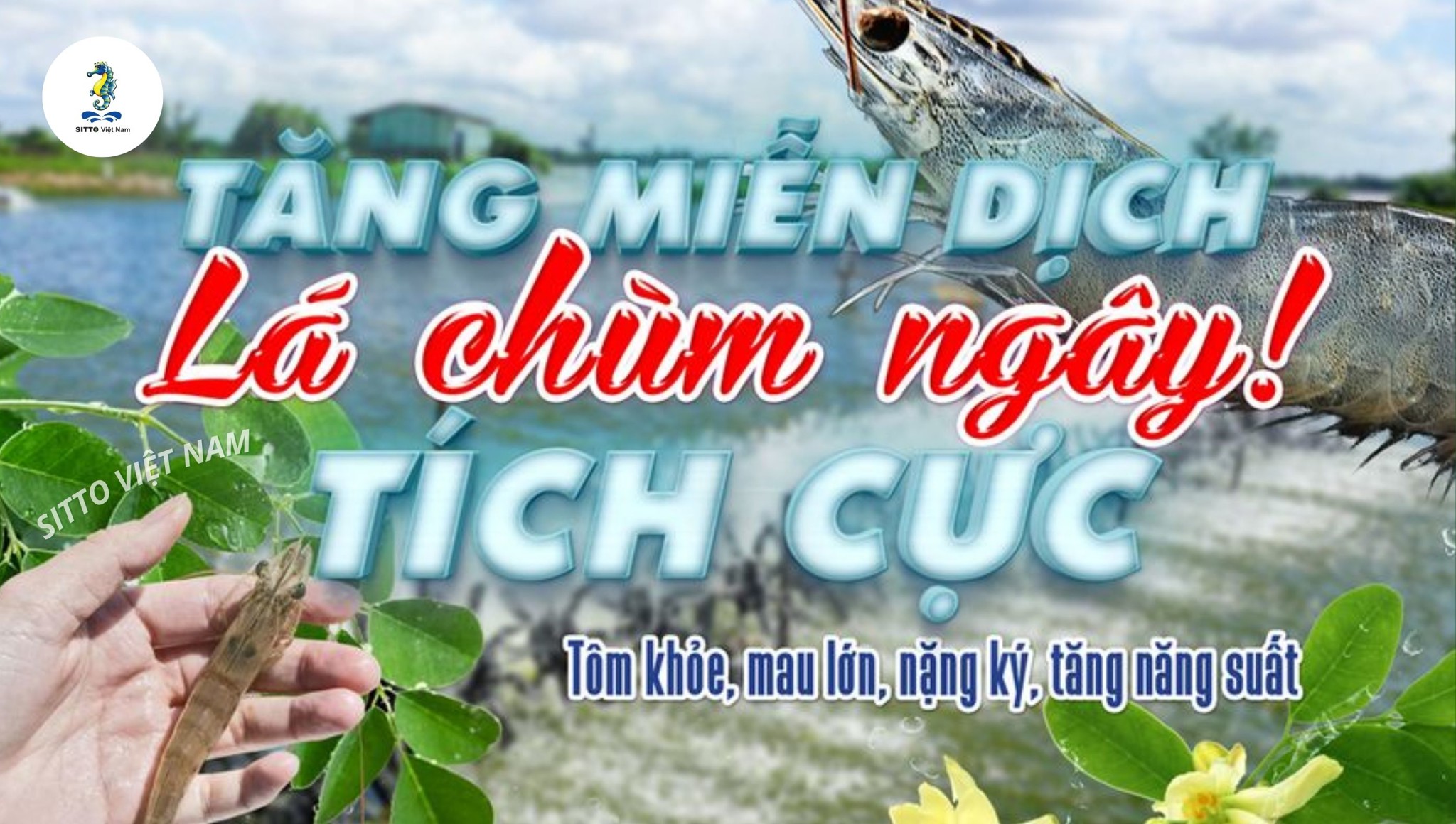 Hiệu quả sử dụng lá chùm ngây trong nuôi tôm
