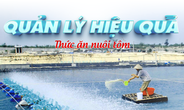 Quản lý & nâng cao hiệu quả sử dụng thức ăn cho tôm tăng đề kháng